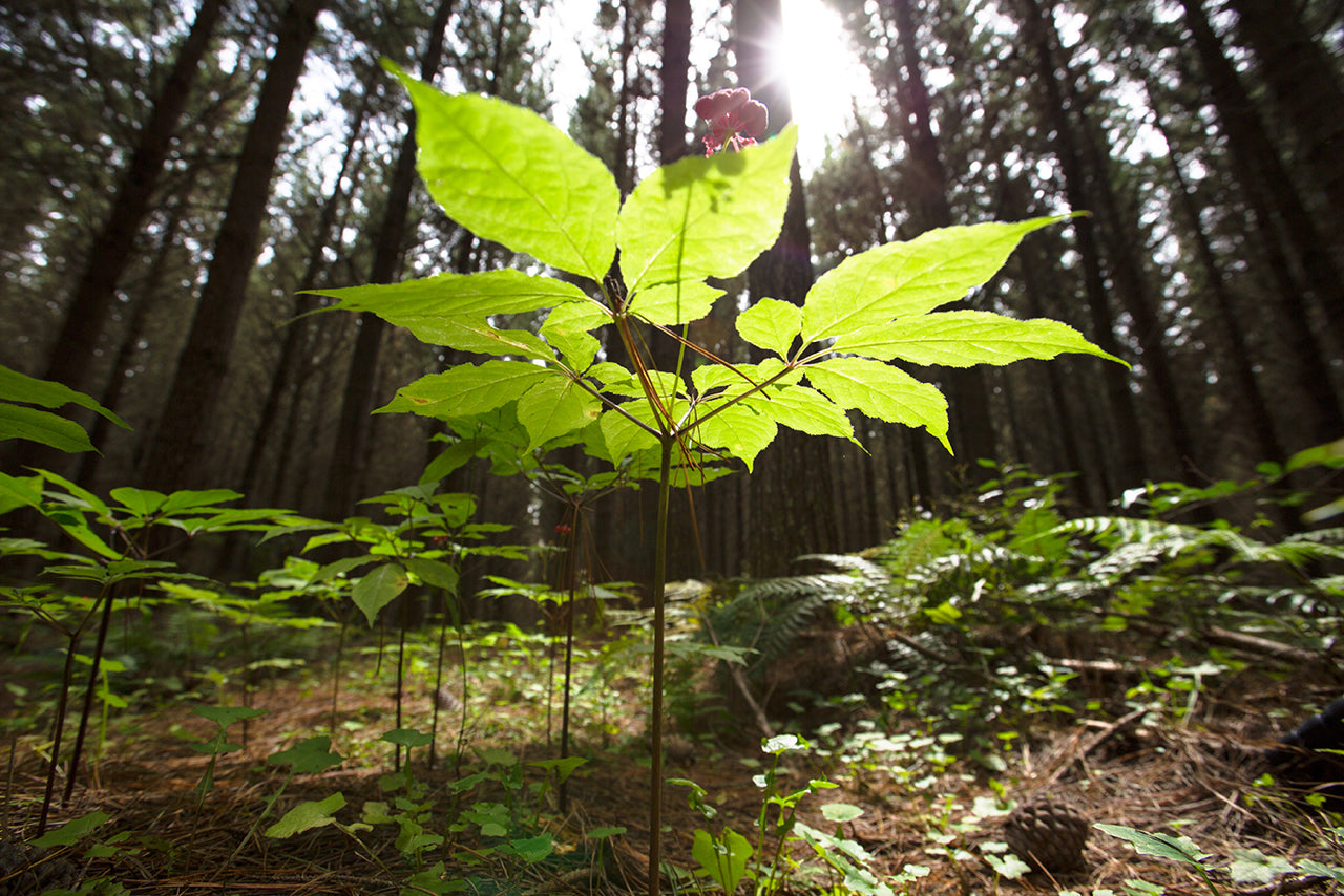 What We Can Grow In The Shadows