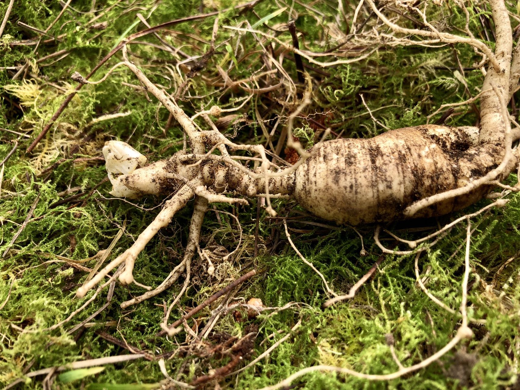 High Ginsenoside Content of NZ Grown Ginseng
