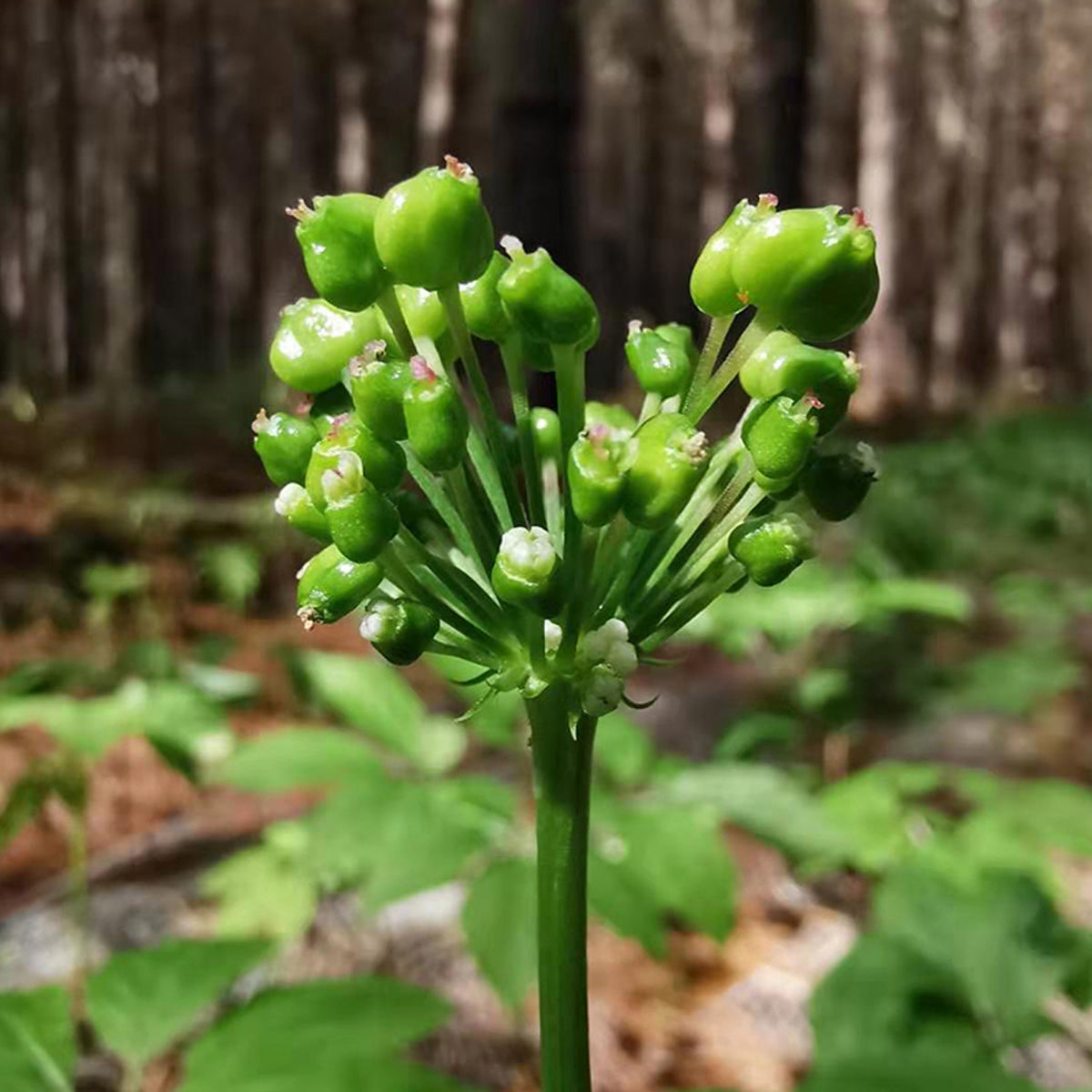 GROWN IN NZ, HARVEST FOT THE WORLD Our ginseng grows at the same latitude south as wild ginseng grows in the Northern Hemisphere. Because our ginseng is grown naturally over 15 years with no chemical inputs and little human intervention, it can be classif