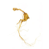 KiwiSeng Premium Dry Panax Ginseng | Wild-Grown New Zealand Organic Ginseng Root | Certified BioGro NZ | Hand-Harvested Limited Edition Gift - KiwiSeng