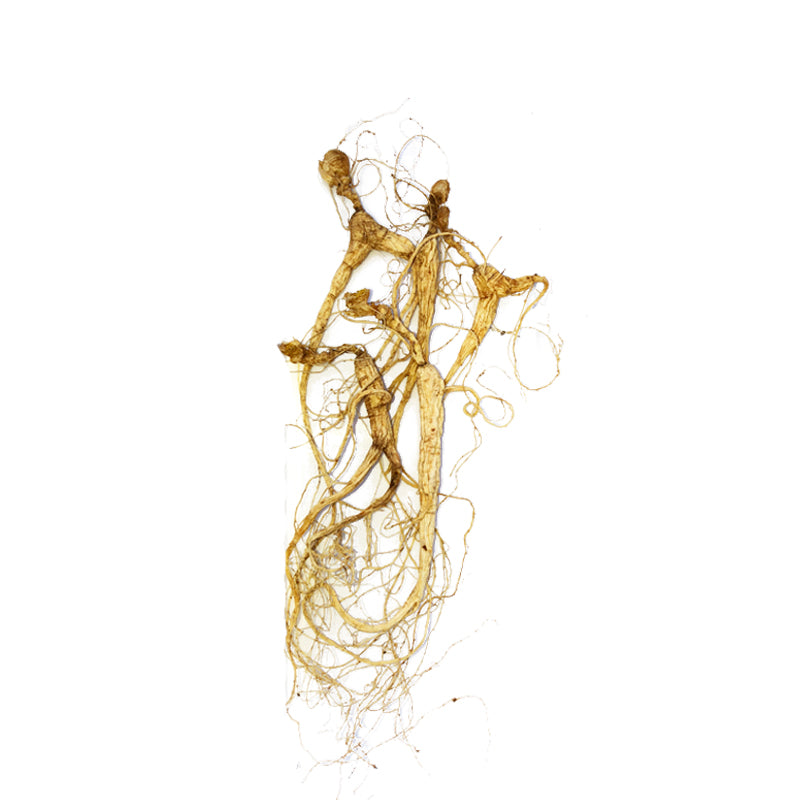 KiwiSeng Dry Panax (Asian) Ginseng | Wild-Grown 15+ Year New Zealand Organic Ginseng Root | Certified by BioGro NZ | Hand-Harvested Premium Gift Edition - KiwiSeng