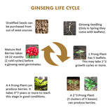 Panax Ginseng Seedlings