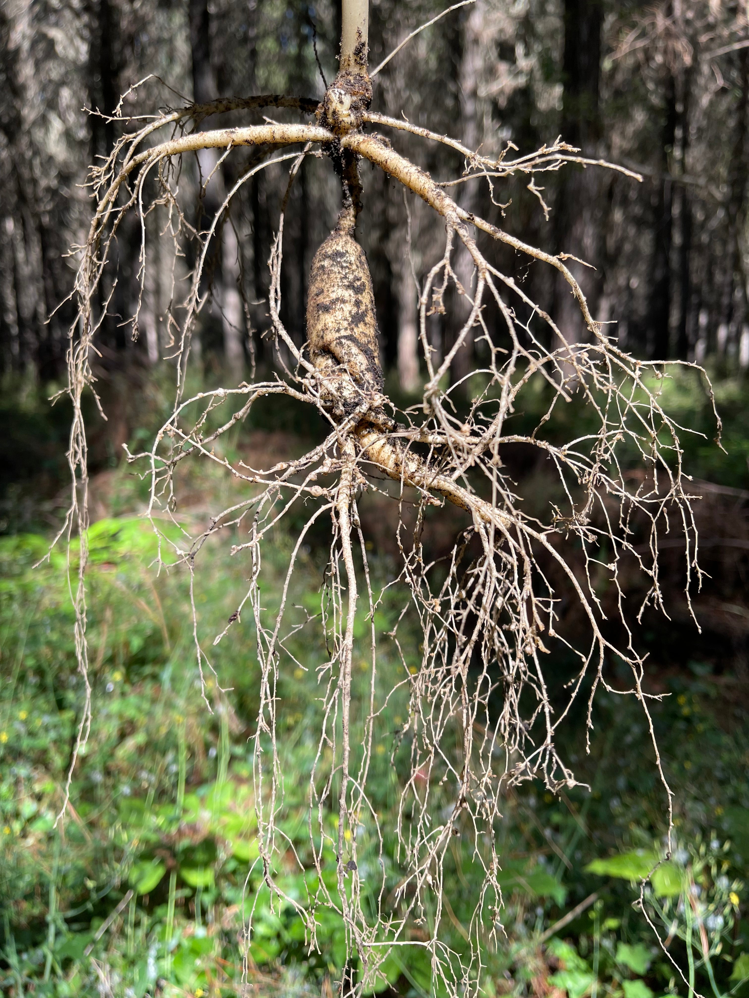 The secret (and expensive) world of growing ginseng in New Zealand