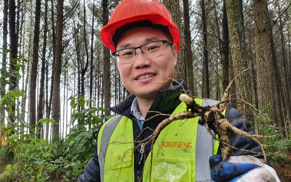 RNZ FARMING - Ginseng - digging new roots in NZ