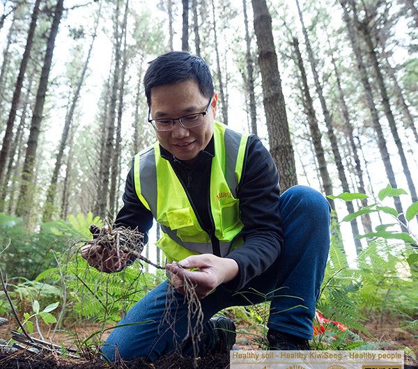 Ginseng and Gumboots