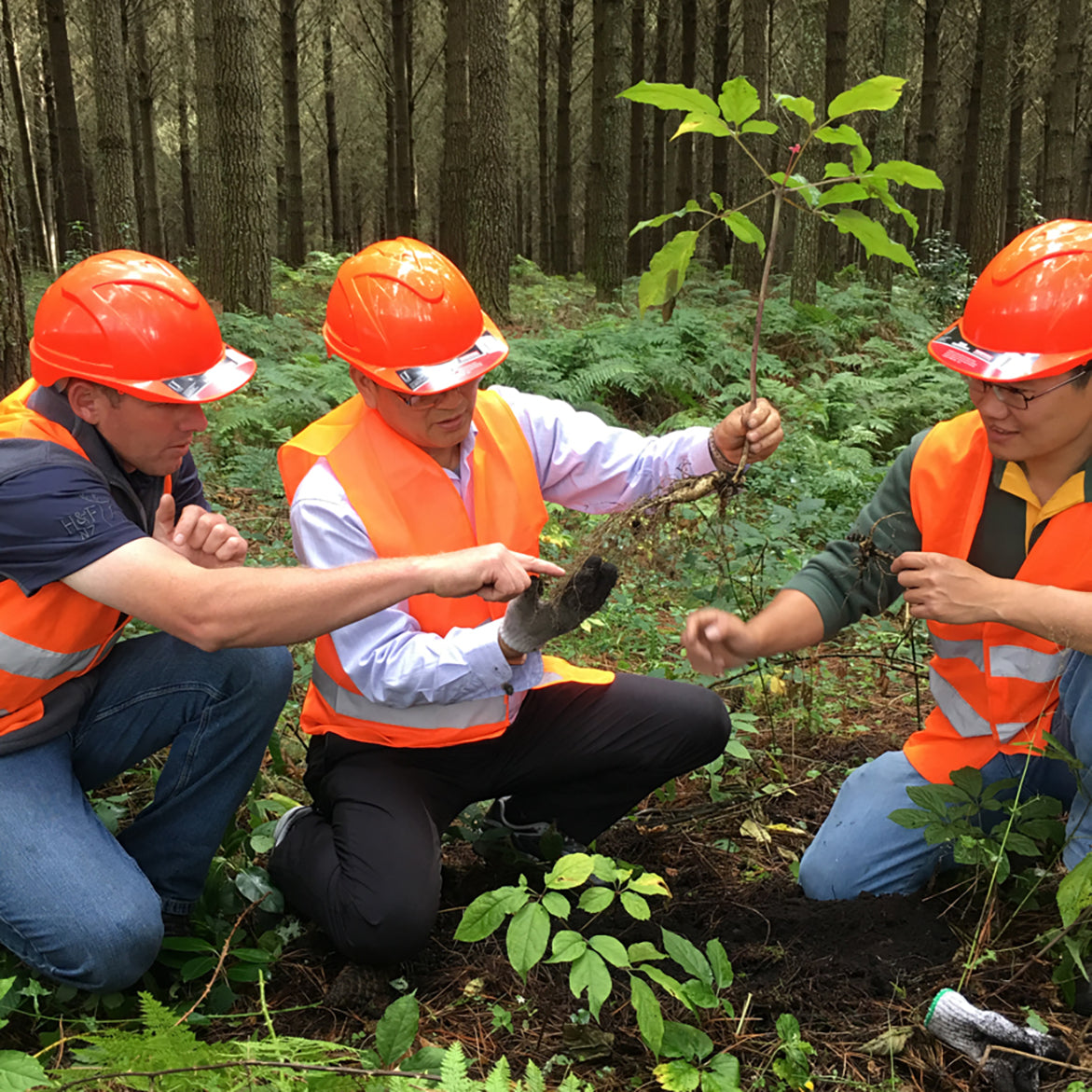 Wild Simulated Ginseng Benefits