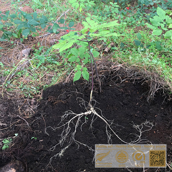 Entire Ginseng Plant Has Active Ingredients
