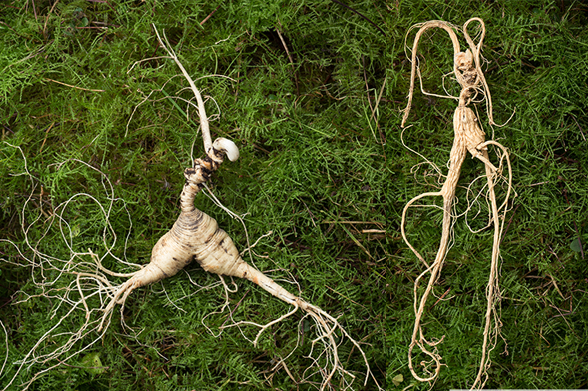 NZ-grown Asian and American Ginseng Compared