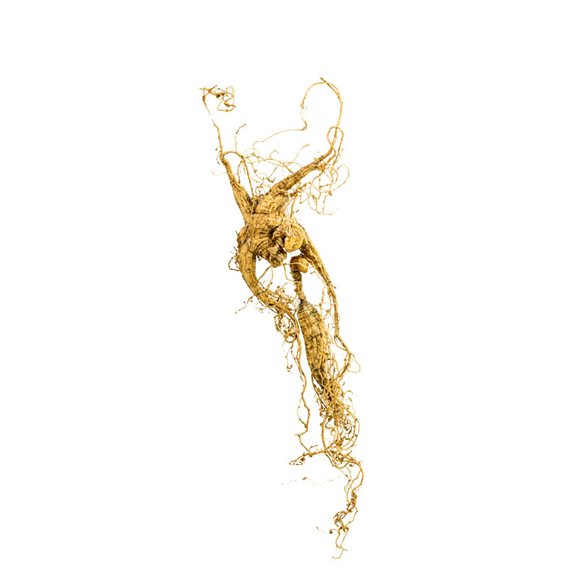 KiwiSeng Dry American Ginseng | Wild-Grown 15+ Year New Zealand Organic American Ginseng Root | Certified by BioGro NZ | Hand-Harvested Limited Edition - KiwiSeng